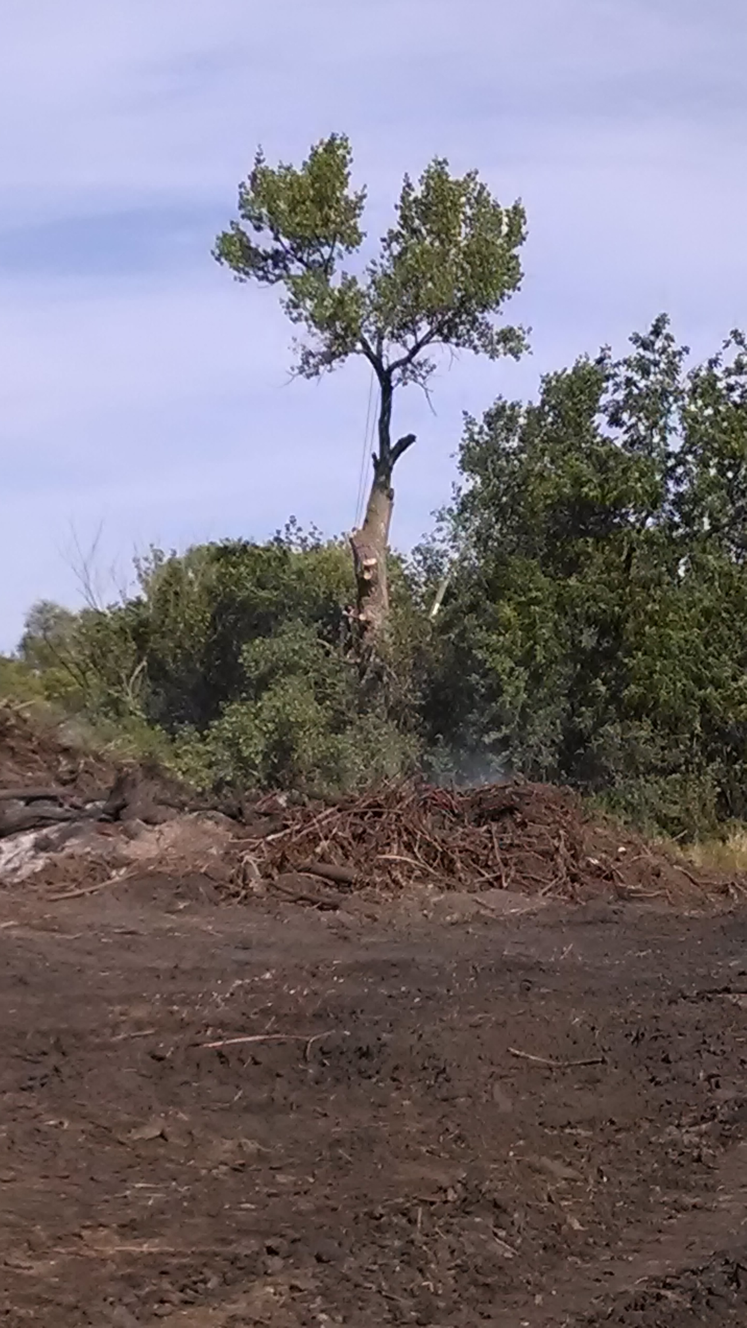 The top of this tree was removed to avoid problems with boats. September 23,2103